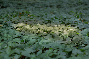 green moss on the ground