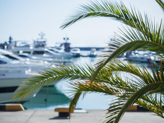Palm branches against the seaside resort and yachts. Southern seascape. Selective focus.