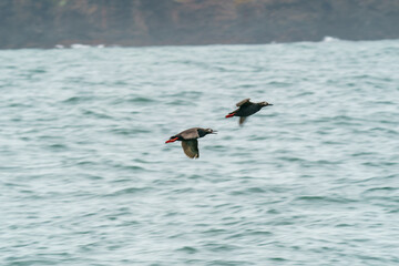ケイマフリ　根室落石ネイチャークルーズ（北海道・道東観光）