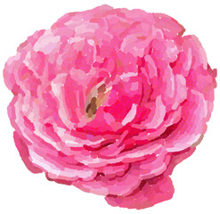 Realistic illustration of flower. Depiction of pink plant. Decoration for cards, invitations. Floral. - 528488158
