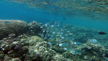 Fototapeta na wymiar Fish are a type of bony fish Osteichthyes. Mackerel (Scombridae). South Asian mackerel.