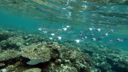 Colorful tropical fish on a coral reef, amazingly beautiful fairy world. In the coral gardens of the Red Sea.