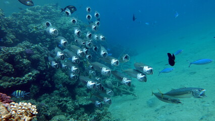 Naklejka na ściany i meble Fish are a type of bony fish Osteichthyes. Mackerel (Scombridae). South Asian mackerel.