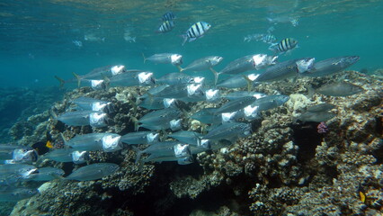 Colorful tropical fish on a coral reef, amazingly beautiful fairy world. In the coral gardens of the Red Sea.
