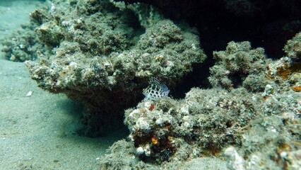 Colorful tropical fish on a coral reef, amazingly beautiful fairy world. In the coral gardens of the Red Sea.