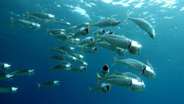 Fish Are A Type Of Bony Fish Osteichthyes. Mackerel (Scombridae). South Asian Mackerel.