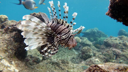 Fototapeta na wymiar Lion Fish in the Red Sea in clear blue water hunting for food .