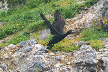 チシマウガラス　根室・落石ネイチャークルーズ