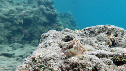 Fototapeta na wymiar Beautiful fish on the reefs of the Red Sea.