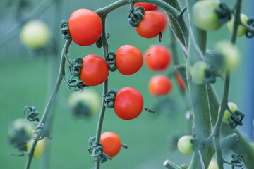Red tomatoes grow on a branch in a greenhouse and in a greenhouse autumn harvest.