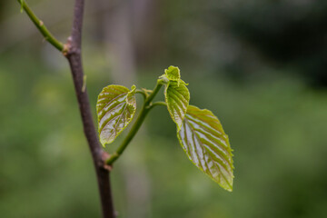 Close-up of fresh spring green leaves Hovenia dulcis, known as Japanese or Oriental Raisin tree