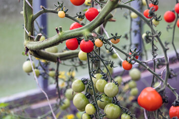 Beautiful little tomatoes grow on branches in a greenhouse.