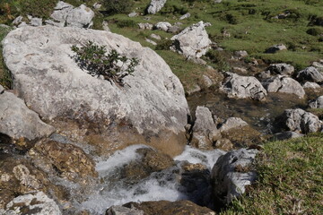 Fototapeta na wymiar Long ruisseau calme et paisible coulant à travers les pics de l'Europe, entre les rochers, en Espagne, magnifique végétation