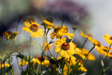 Beautiful background of yellow flowers beautiful nature. - 528489156