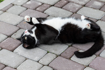 A beautiful black and white cat is lying on the road bully.