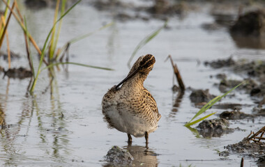 Pin-tailed Snipe standing on the ground with water.