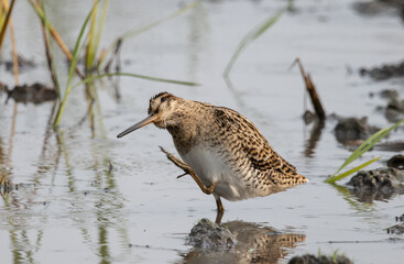Pin-tailed Snipe standing on the ground with water.