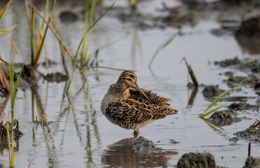 Pin-tailed Snipe standing on the ground with water.