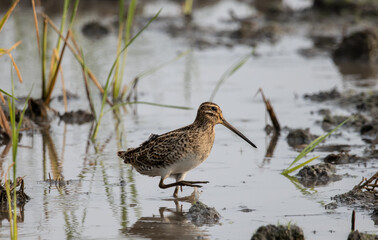 Pin-tailed Snipe standing on the ground with water.