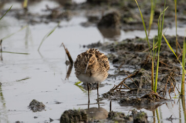 Pin-tailed Snipe standing on the ground with water.