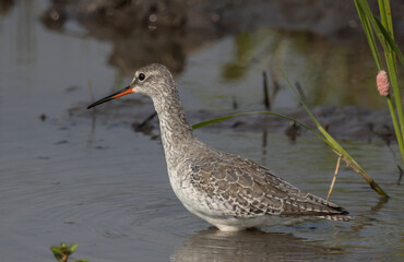 Common Redshank looking for food in the water.