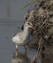Common Redshank looking for food in the water.