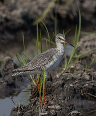 Common Redshank looking for food in the water.