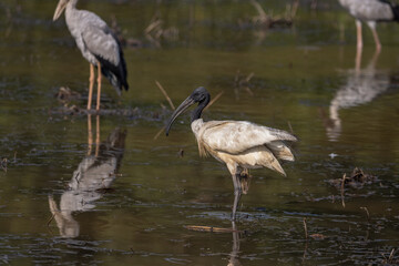  Black-headed Ibis looking for food in the water.