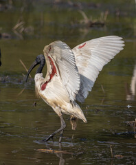  Black-headed Ibis looking for food in the water.