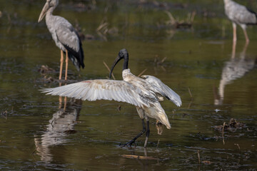  Black-headed Ibis looking for food in the water.