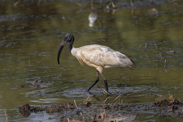 Black-headed Ibis looking for food in the water.