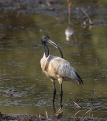  Black-headed Ibis looking for food in the water.