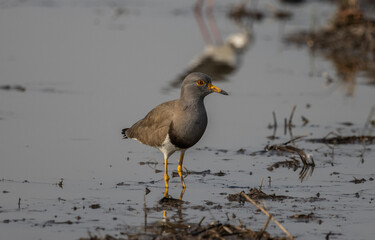 Grey-headed Lapwing looking for food in the water.