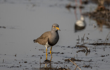 Grey-headed Lapwing looking for food in the water.