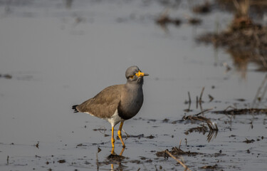 Grey-headed Lapwing looking for food in the water.
