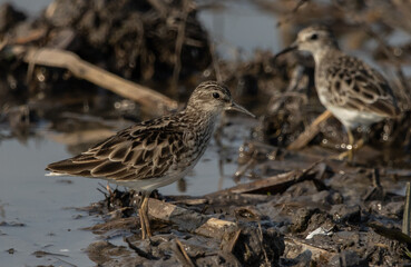  Long-toed Stint looking for food in the water.