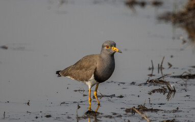 Grey-headed Lapwing looking for food in the water.