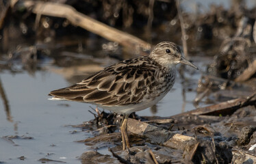  Long-toed Stint looking for food in the water.