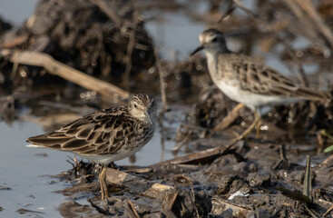  Long-toed Stint looking for food in the water.