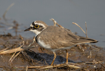 Little Ringed Plover looking for food in the water.