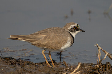 Little Ringed Plover looking for food in the water.