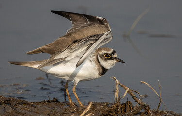 Little Ringed Plover looking for food in the water.