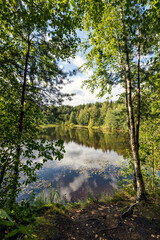 Beautiful summer landscape with a view of the forest lake and Russian birches.