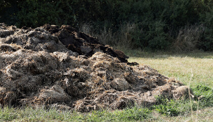 Pile of horse manure horse apples