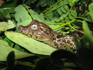 Naklejka premium Jacarezinho