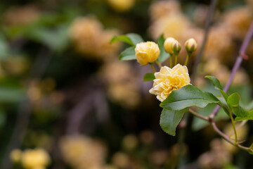 Small yellow roses Rosa banksiae illuminated by the sun in the garden selective focus
