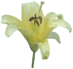 Realistic illustration of flower. Depiction of white plant. Decoration for cards, invitations. Floral. Lily. - 528490126