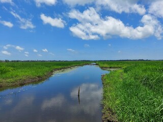 a river flowing the centre of a rice farm under clear blue sky