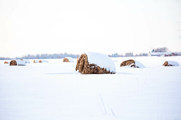 Round hay bales covered with snow on a Wisconsin farmland
