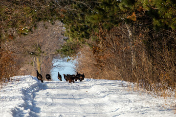 Wild turkeys (Meleagris gallopavo) walking down a snow covered road in Wisconsin